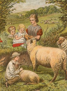 küçük kuzu kuzusu by English School